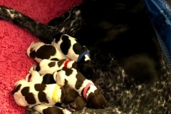 Liesel-Puppies
