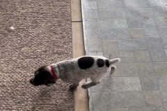 lexy-and-roscoe-puppies-10