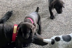 lexy-and-roscoe-puppies-12