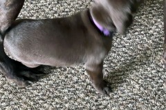 lexy-and-roscoe-puppies-13