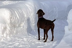 lexy-in-the-snow