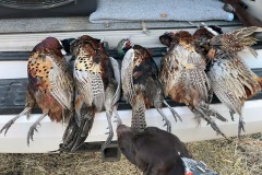 pheasants