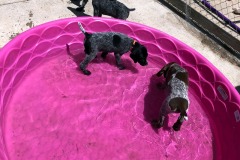 puppies-swimming