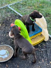 lexy-and-roscoe-puppies-2022-1