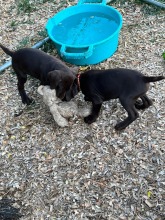 lexy-and-roscoe-puppies-2022-10