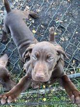 lexy-and-roscoe-puppies-2022-11