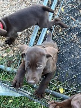lexy-and-roscoe-puppies-2022-12