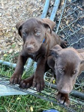 lexy-and-roscoe-puppies-2022-13