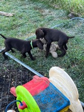 lexy-and-roscoe-puppies-2022-14