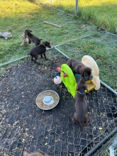 lexy-and-roscoe-puppies-2022-15