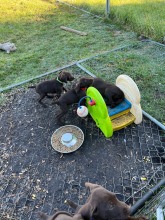 lexy-and-roscoe-puppies-2022-16