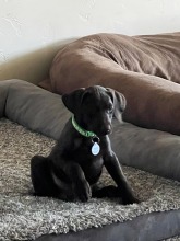 lexy-and-roscoe-puppies-2022-17
