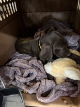 lexy-and-roscoe-puppies-2022-18