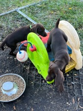 lexy-and-roscoe-puppies-2022-2