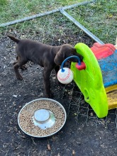 lexy-and-roscoe-puppies-2022-3