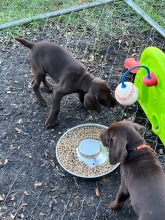 lexy-and-roscoe-puppies-2022-4