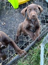 lexy-and-roscoe-puppies-2022-6