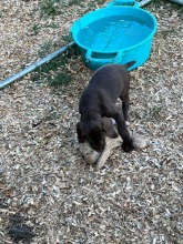 lexy-and-roscoe-puppies-2022-7