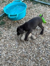 lexy-and-roscoe-puppies-2022-8