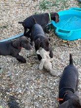 lexy-and-roscoe-puppies-2022-9
