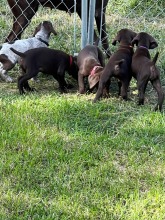 lexy-roscoe-puppies-4