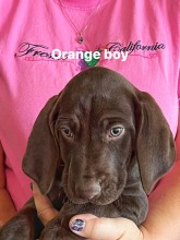 lexy-roscoe-puppies-orange-boy