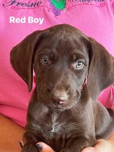 lexy-roscoe-puppies-red-boy
