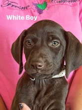 lexy-roscoe-puppies-white-boy