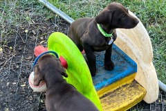 lexy-and-roscoe-puppies-2022-1