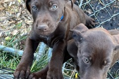 lexy-and-roscoe-puppies-2022-13