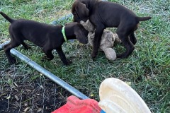 lexy-and-roscoe-puppies-2022-14