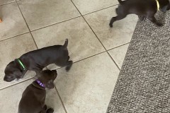 lexy-and-roscoe-puppies-1