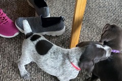 lexy-and-roscoe-puppies-11