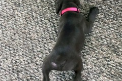 lexy-and-roscoe-puppies-14