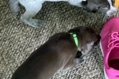 lexy-and-roscoe-puppies-15