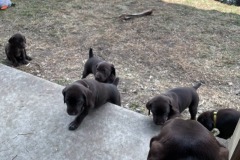 lexy-and-roscoe-puppies-16
