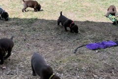 lexy-and-roscoe-puppies-17