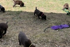 lexy-and-roscoe-puppies-2