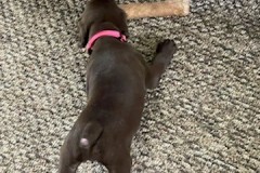 lexy-and-roscoe-puppies-3