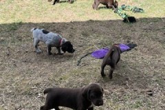 lexy-and-roscoe-puppies-4