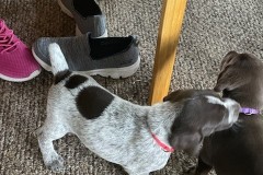 lexy-and-roscoe-puppies-5