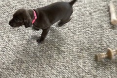 lexy-and-roscoe-puppies-6