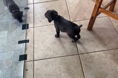 lexy-and-roscoe-puppies-7