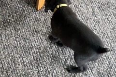 lexy-and-roscoe-puppies-8