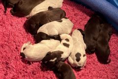 1_Lexy-x-Roscoe-pups-2023