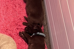 2-liver-puppies
