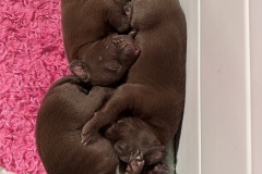 Liver-Puppies