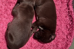 Liver-puppies-2