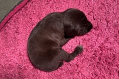 Liver-puppy