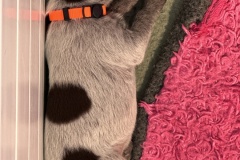 Orange-Boy